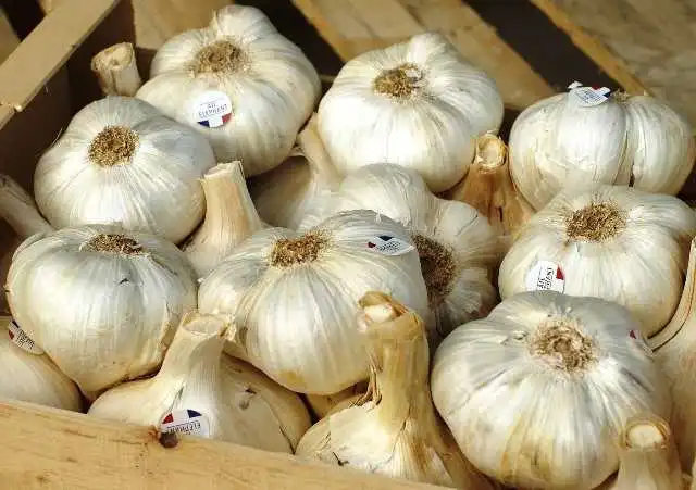 Ajo