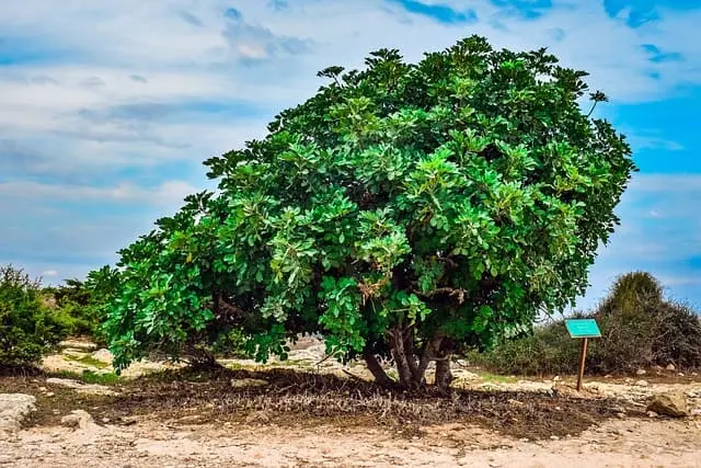 Algarroba 