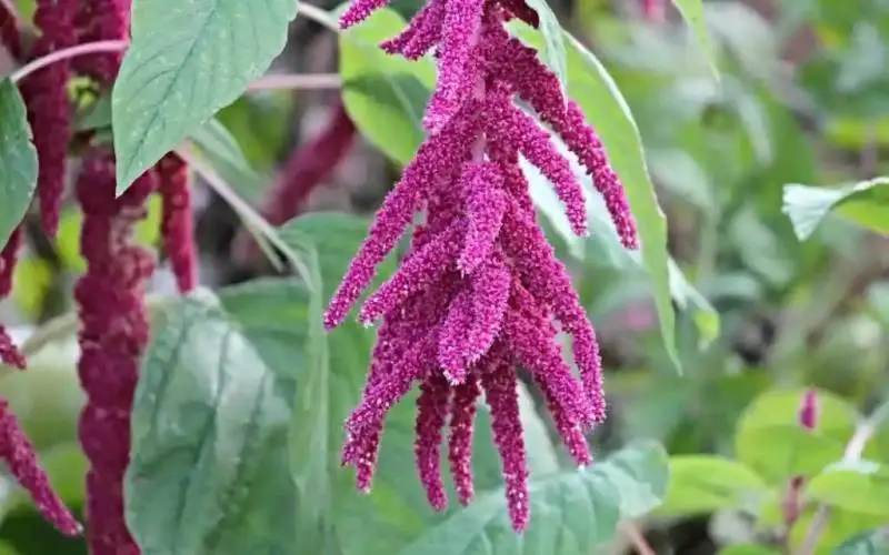 Amaranto