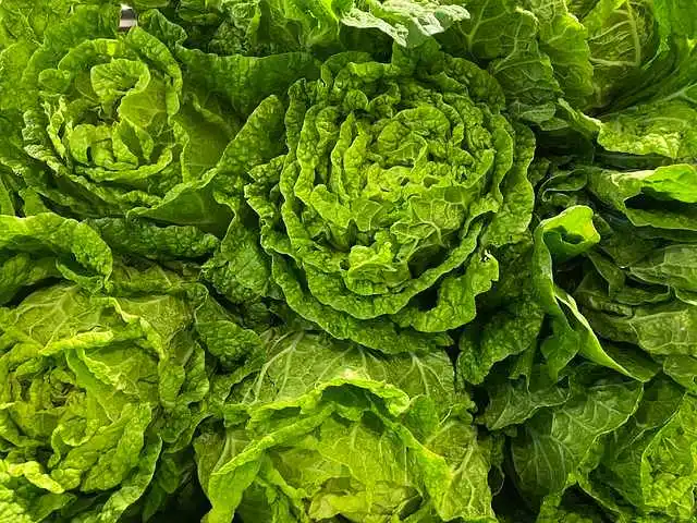 Vitamina K