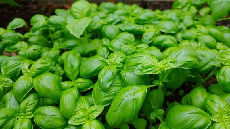Albahaca