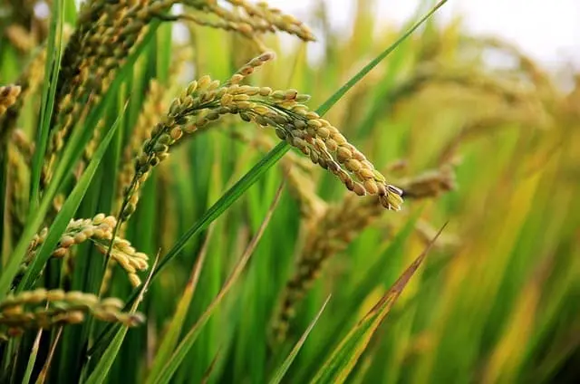 Arroz