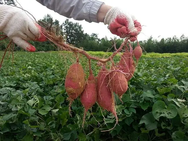 Batatas