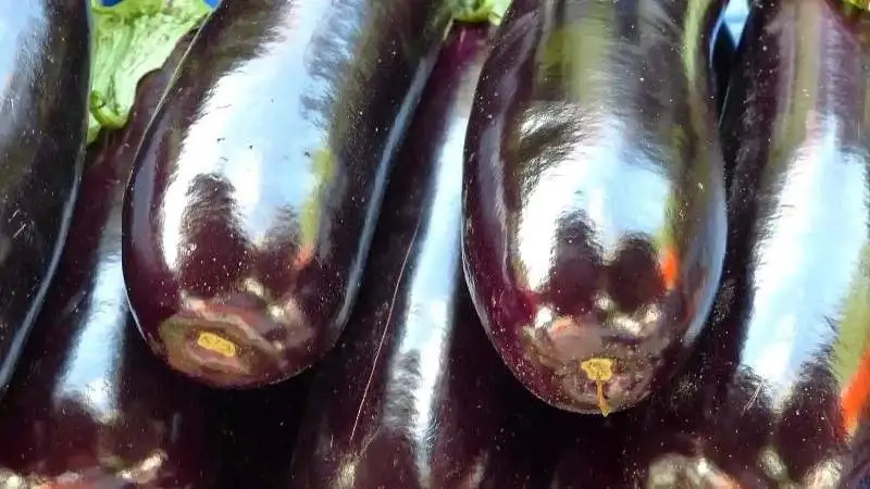 Berenjena