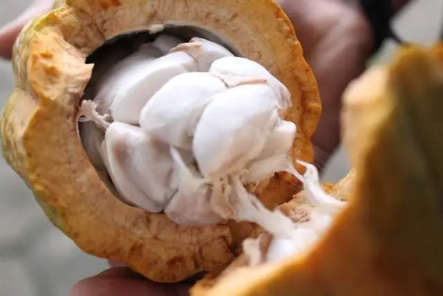 Cacao