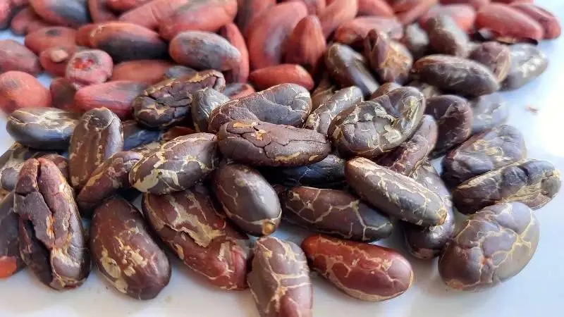 Cacao