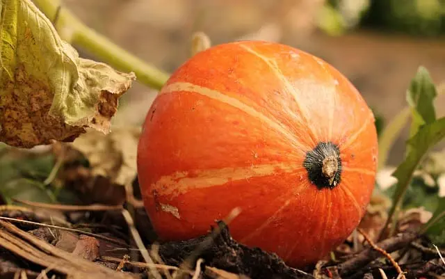 Calabaza