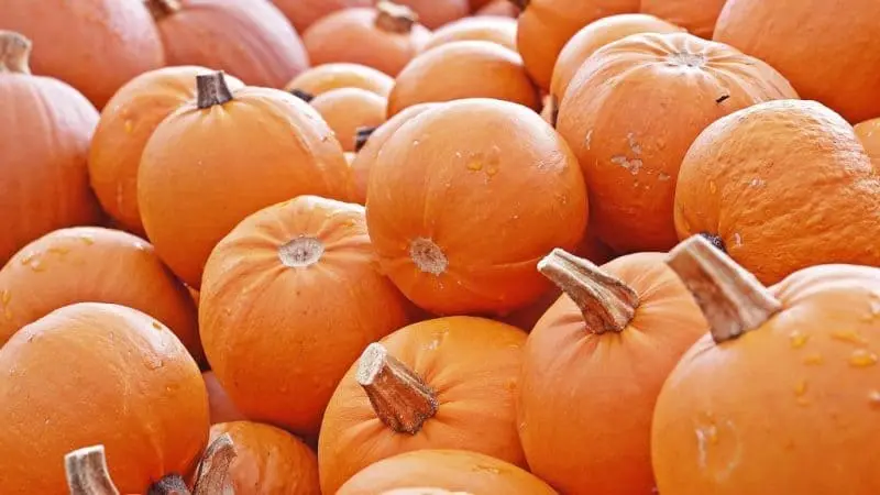 Calabaza