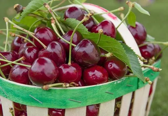 Cerezas