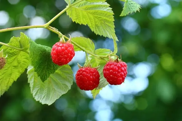 Frambuesas