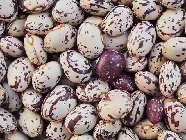 Frijoles