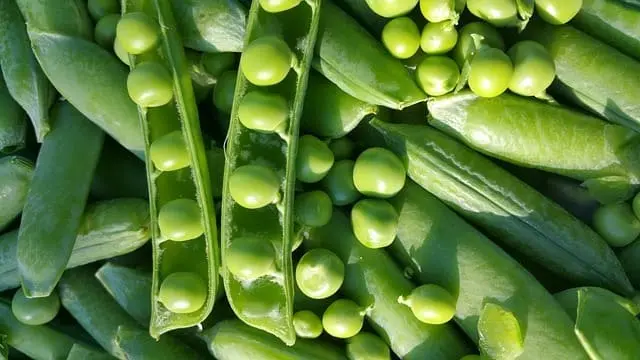 Guisantes