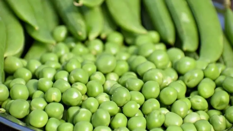 Guisantes