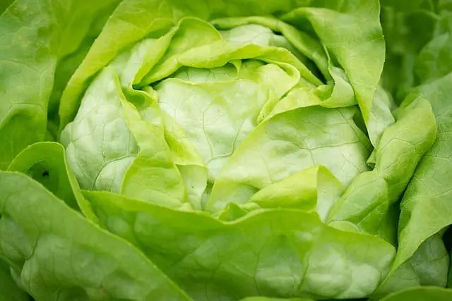 Lechuga