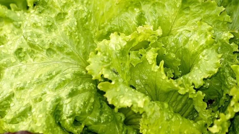 Lechuga
