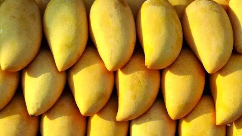 Mango