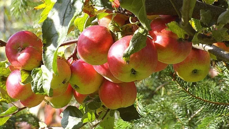 Manzana