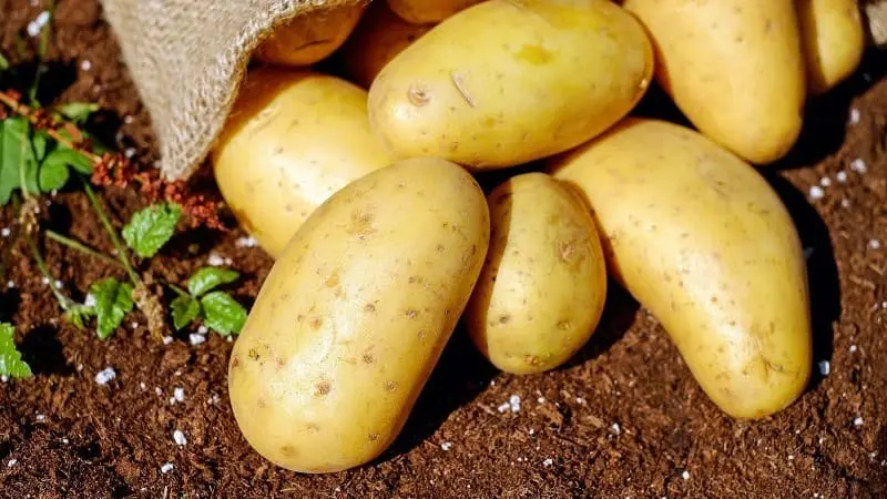 Papas