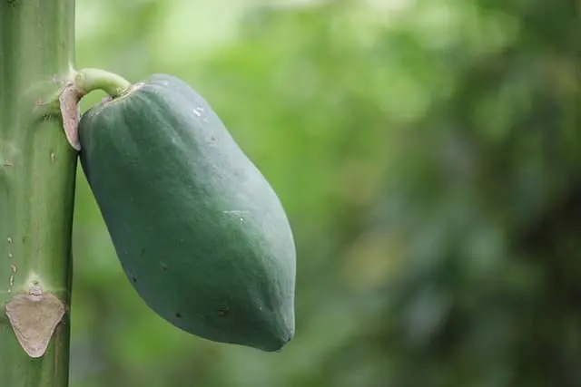 Papaya