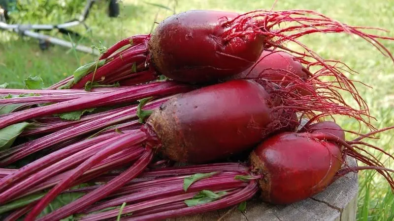 Remolacha
