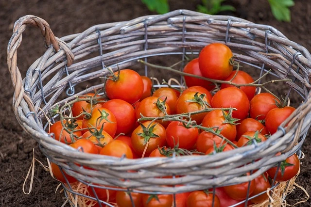 Tomate