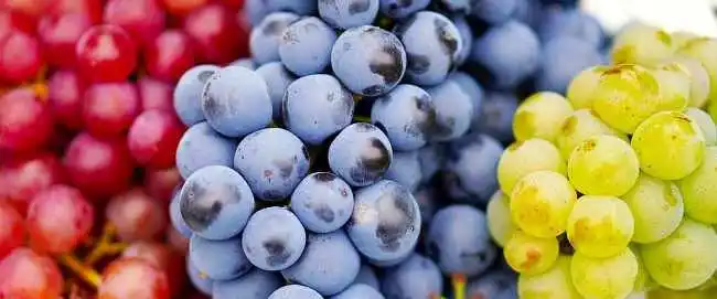 Uvas