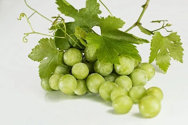 Uvas