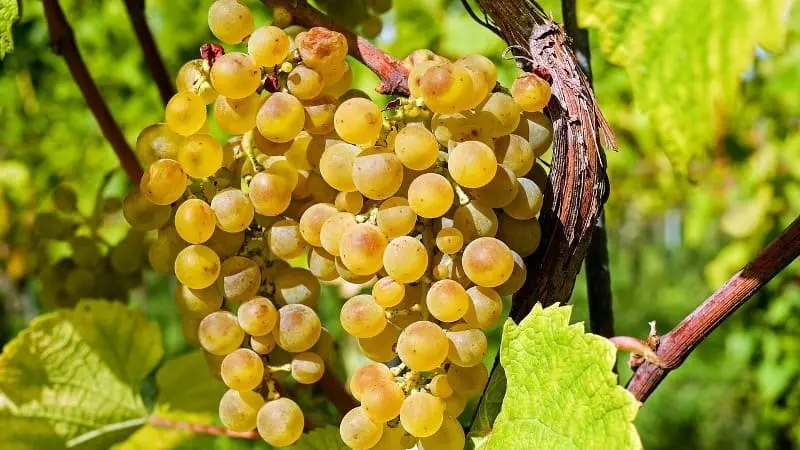 Uvas