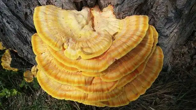 Alimentos
