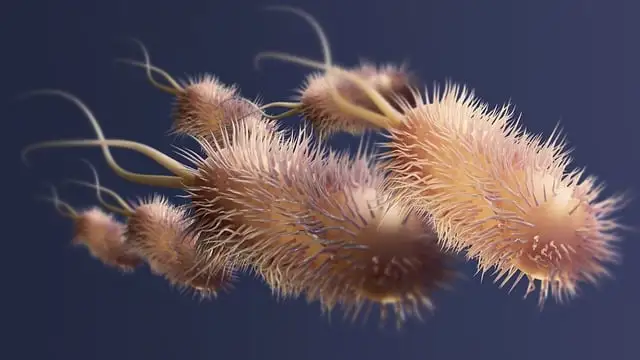 Bacterias