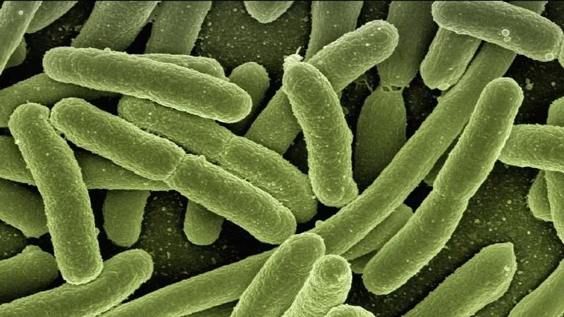 Bacterias