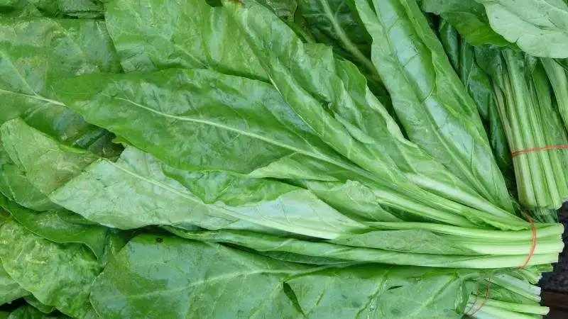 Carotenoides