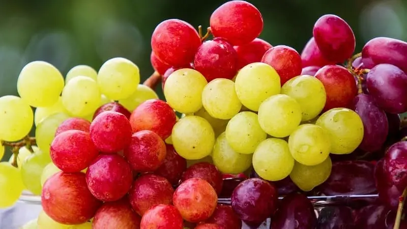 Flavonoides