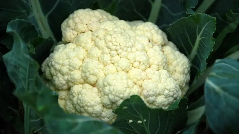 Glucosinolatos